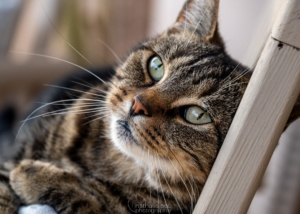 Photographe Animalier - Le chat
