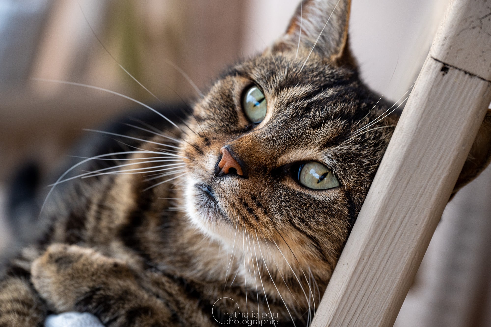 Photographe Animalier - Le chat