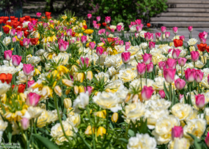 Parterre de fleurs devant la mairie d'Oslo