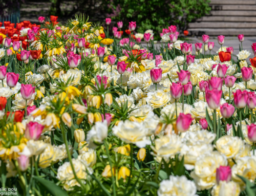 Les fleurs de la mairie d’Oslo